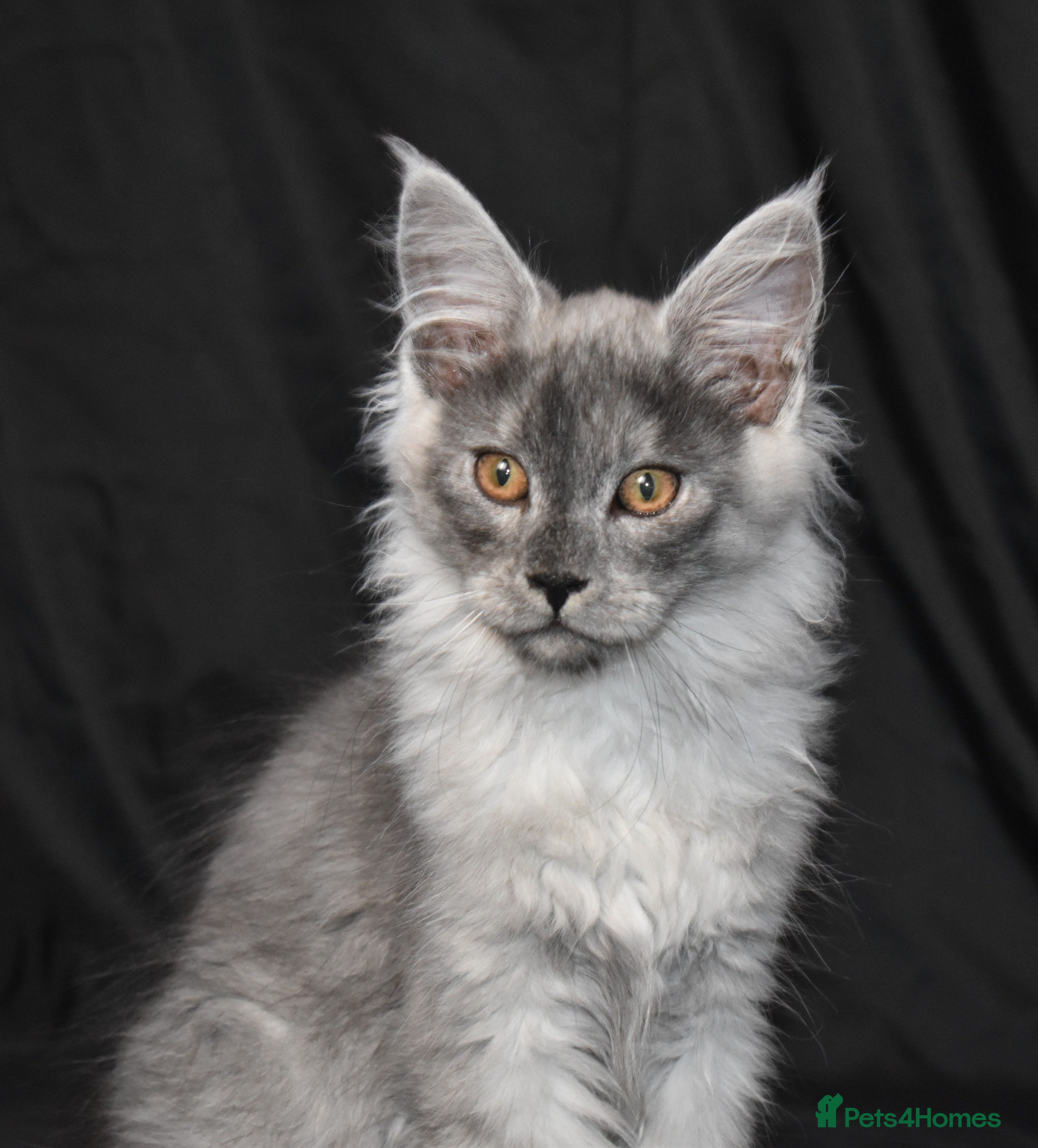 Maine Coon cats Ready Now. Tica reg kittens- neutered. - Advert 11