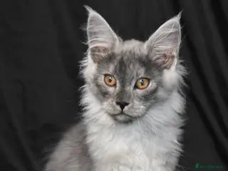 Maine Coon cats Ready Now. Tica reg kittens- neutered. - Advert 11