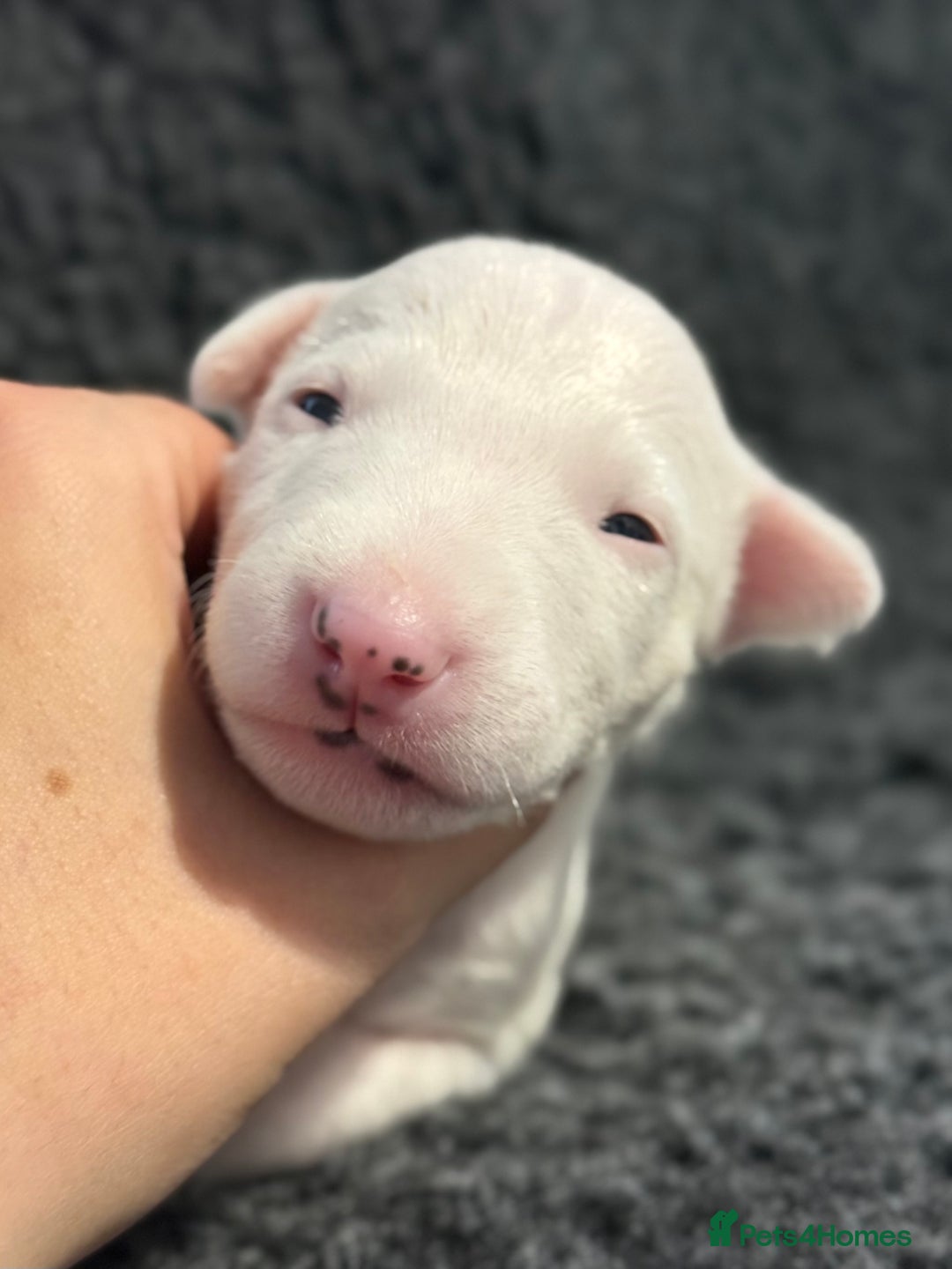 English Bull Terrier dogs for sale: Outstanding English Bull Terrier Puppies - Image 20