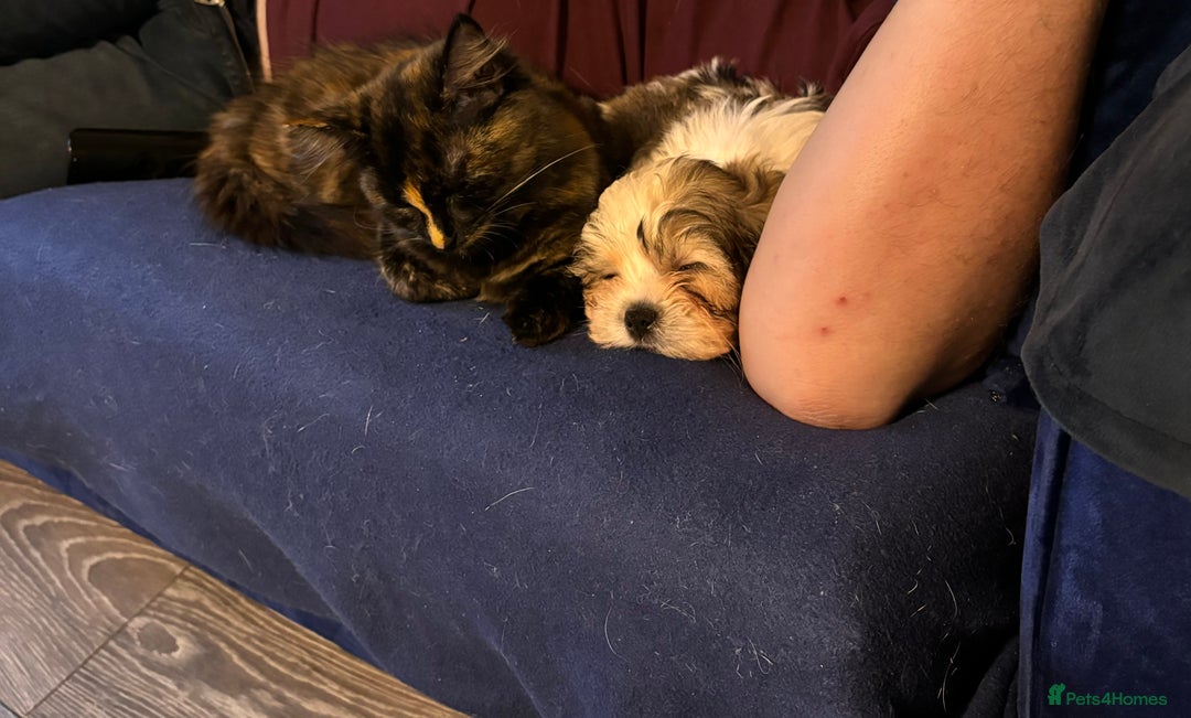 Domestic Shorthair cats for sale: Female tortoiseshell looking for a home - Image 3