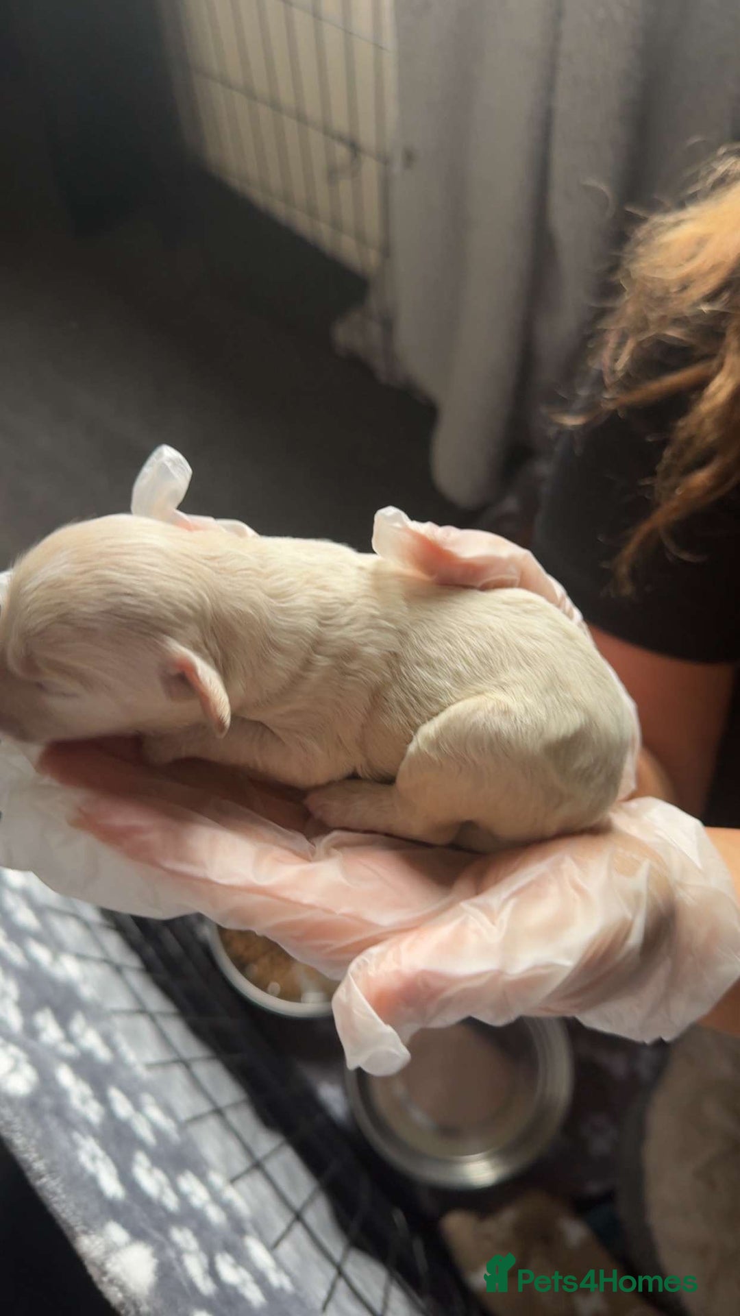 Mixed Breed dogs for sale: Cavapoochon X cockapoo puppies - Image 6