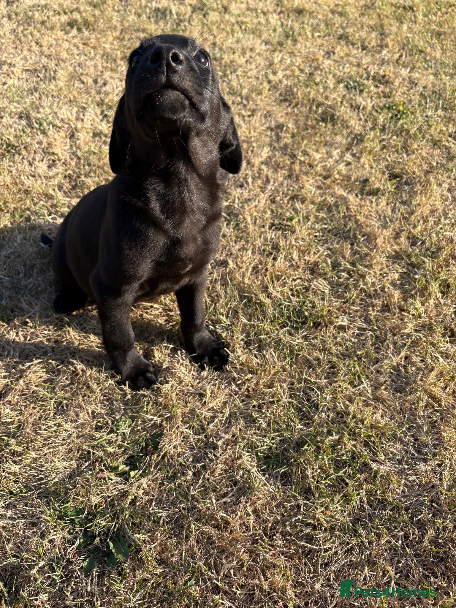 Labrador Retriever dogs Beautiful Labrador puppies  - Advert 2