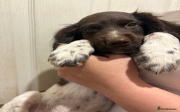 Sprocker dogs for sale: 8 glorious sprocker pups  - Image 12