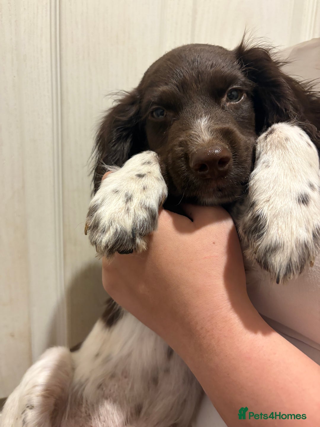 Sprocker dogs for sale: 8 glorious sprocker pups  - Image 12
