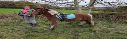 Dartmoor horses for sale: Beautiful 12,2 gelding  - Advert 8