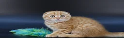 Scottish Fold cats for sale: LICENSED CATTERY, PURE BREED TOP QUALITY KITTENS - Advert 3