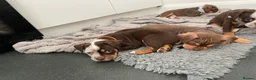 Old Tyme Bulldog dogs for sale: 8 OLD TYME BULLDOGS FOR SALE in London - Advert 14