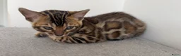 Bengal cats for sale: Stunning Bengal Kittens – TICA Reg – high Quality  - Advert 6