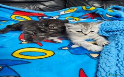 Scottish Fold cats for sale: Adorable Scottish fold Straight Ears Kittens  - Image 11