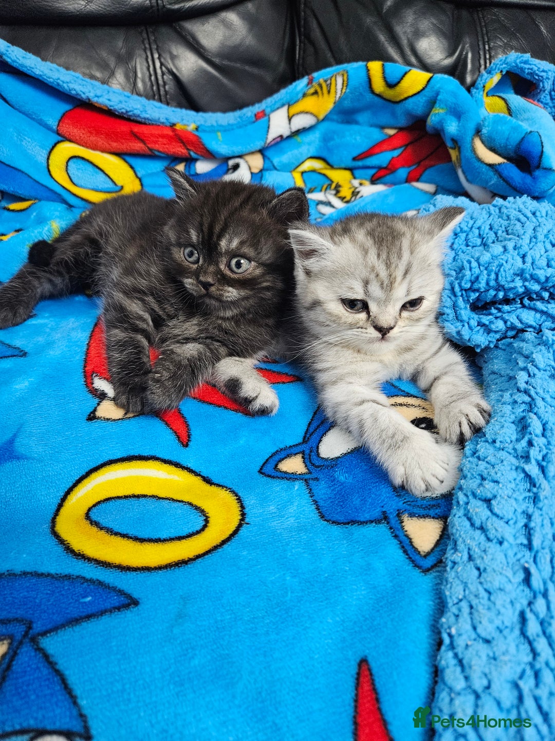 Scottish Fold cats for sale: Adorable Scottish fold Straight Ears Kittens  - Image 11