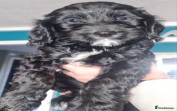 Cockapoo dogs for sale: Stunning F2 cockapoo puppies  - Image 19