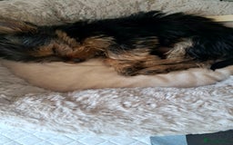 Yorkshire Terrier dogs for sale: Miniature yorkshire terrier  - Image 11