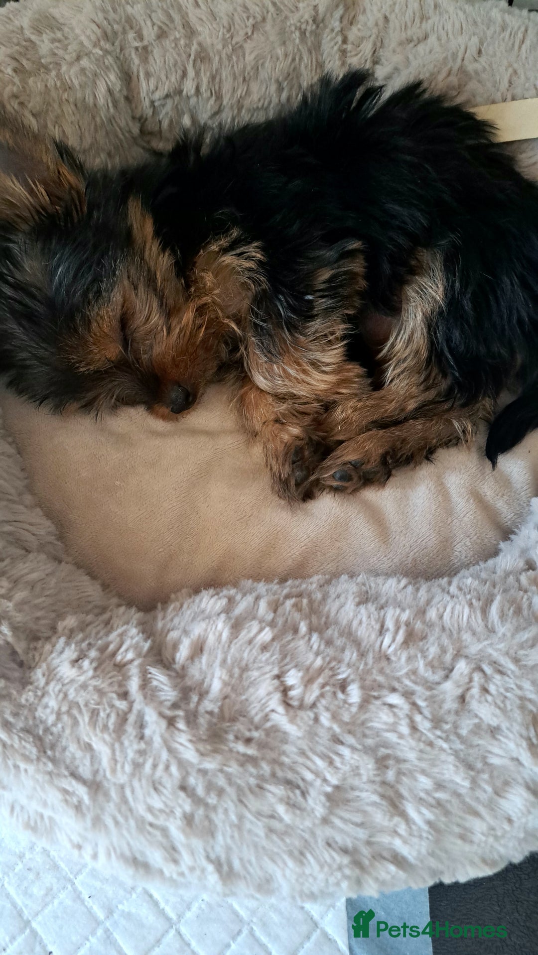 Yorkshire Terrier dogs for sale: Miniature yorkshire terrier  - Image 11