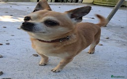 Mixed Breed dogs for sale: 9 year old chihuahua cross for sale - Image 1