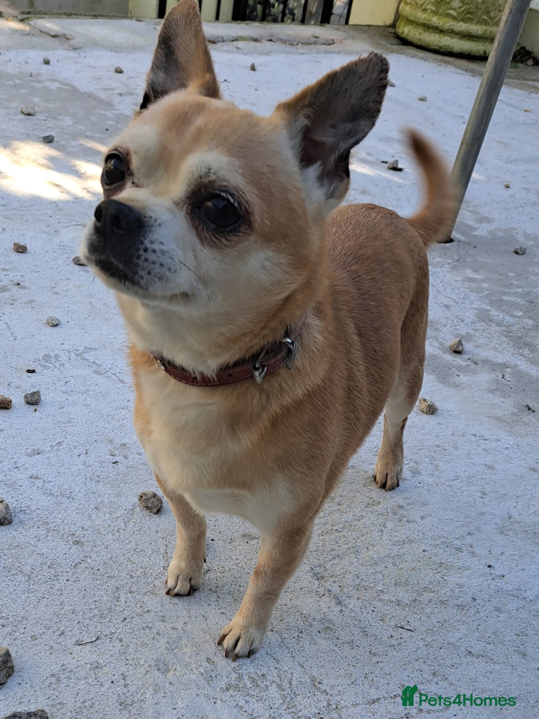 Mixed Breed dogs for sale: 9 year old chihuahua cross for sale - Image 1