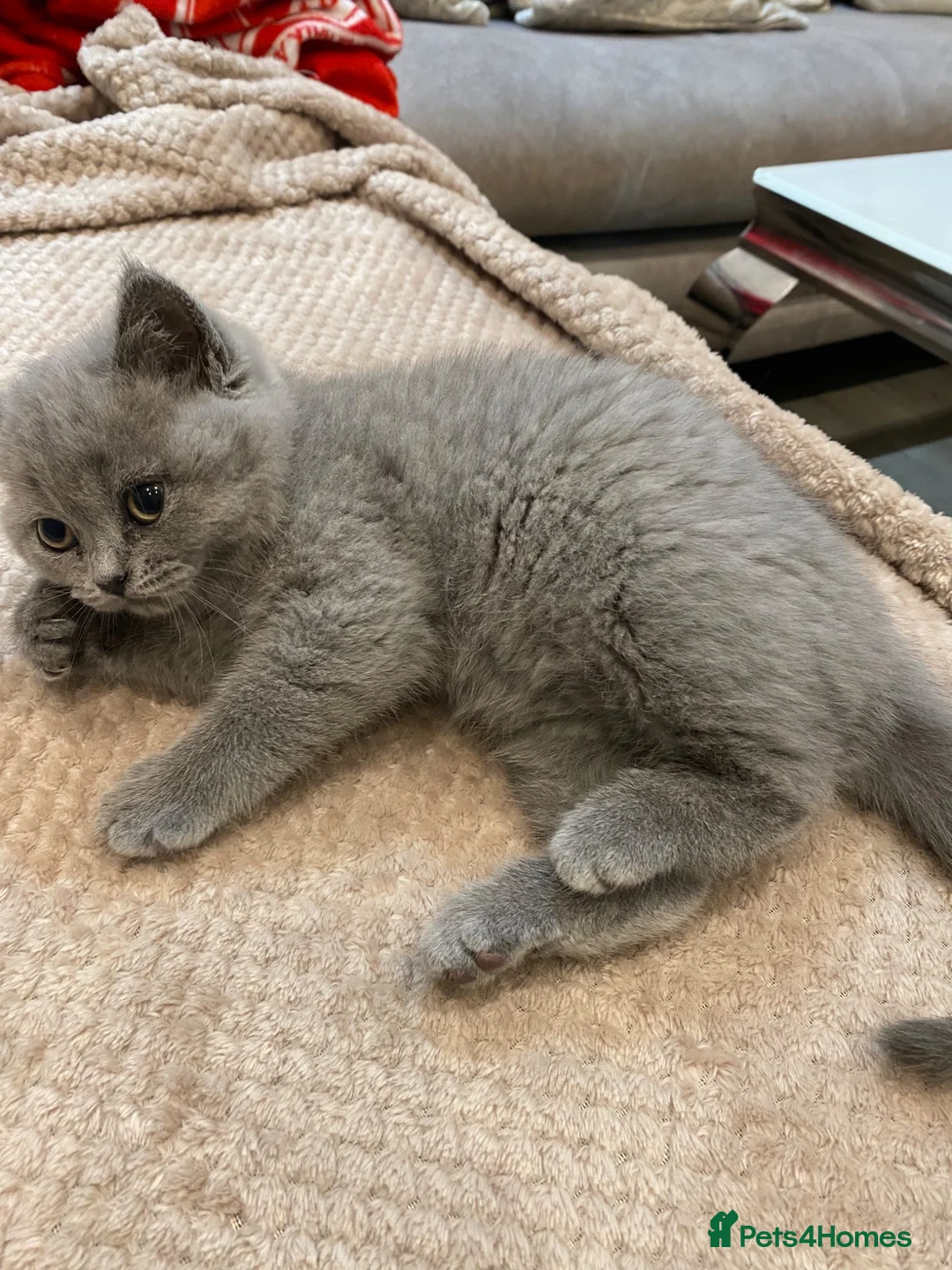 British Shorthair cats for sale: British short hair  - Advert 7