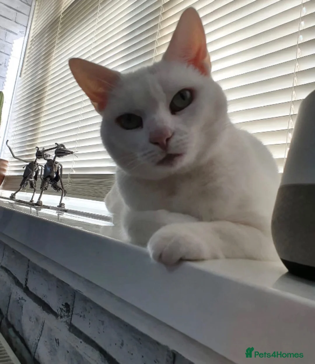 British Shorthair cats for sale: Kikis - Advert 3