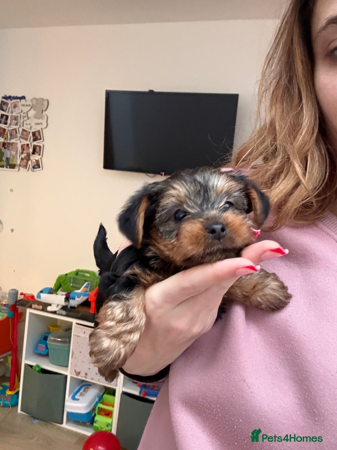 Yorkshire Terrier dogs for sale: Yorkshire puppy - Advert 4