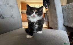 Mixed Breed cats for sale: Cute Kittens for Sale - Ginger, Grey and Black - Image 21