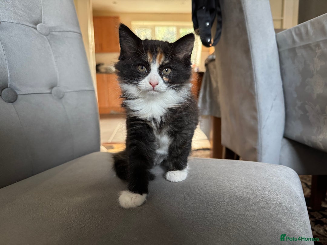 Mixed Breed cats for sale: Cute Kittens for Sale - Ginger, Grey and Black - Image 21