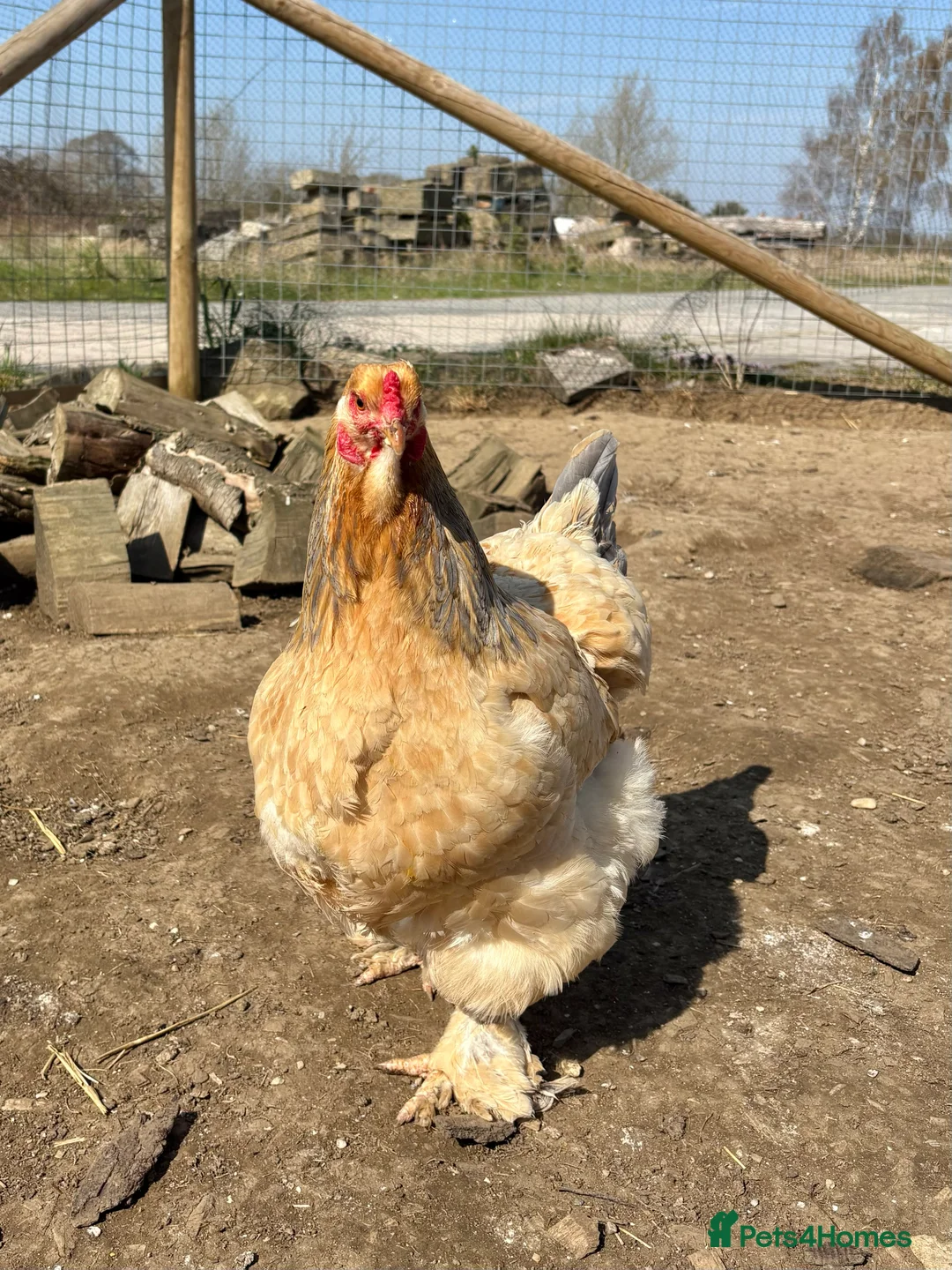 Chickens poultry for sale: Brahma Large Fowl Hatching Eggs - Advert 8