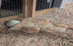 Chickens poultry for sale: 4 Buff Orpington Cockerels 6 weeks old - Image 6