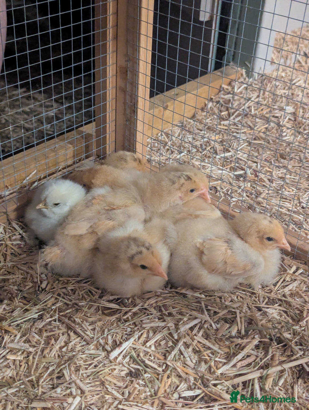 Chickens poultry for sale: 4 Buff Orpington Cockerels 6 weeks old - Image 6