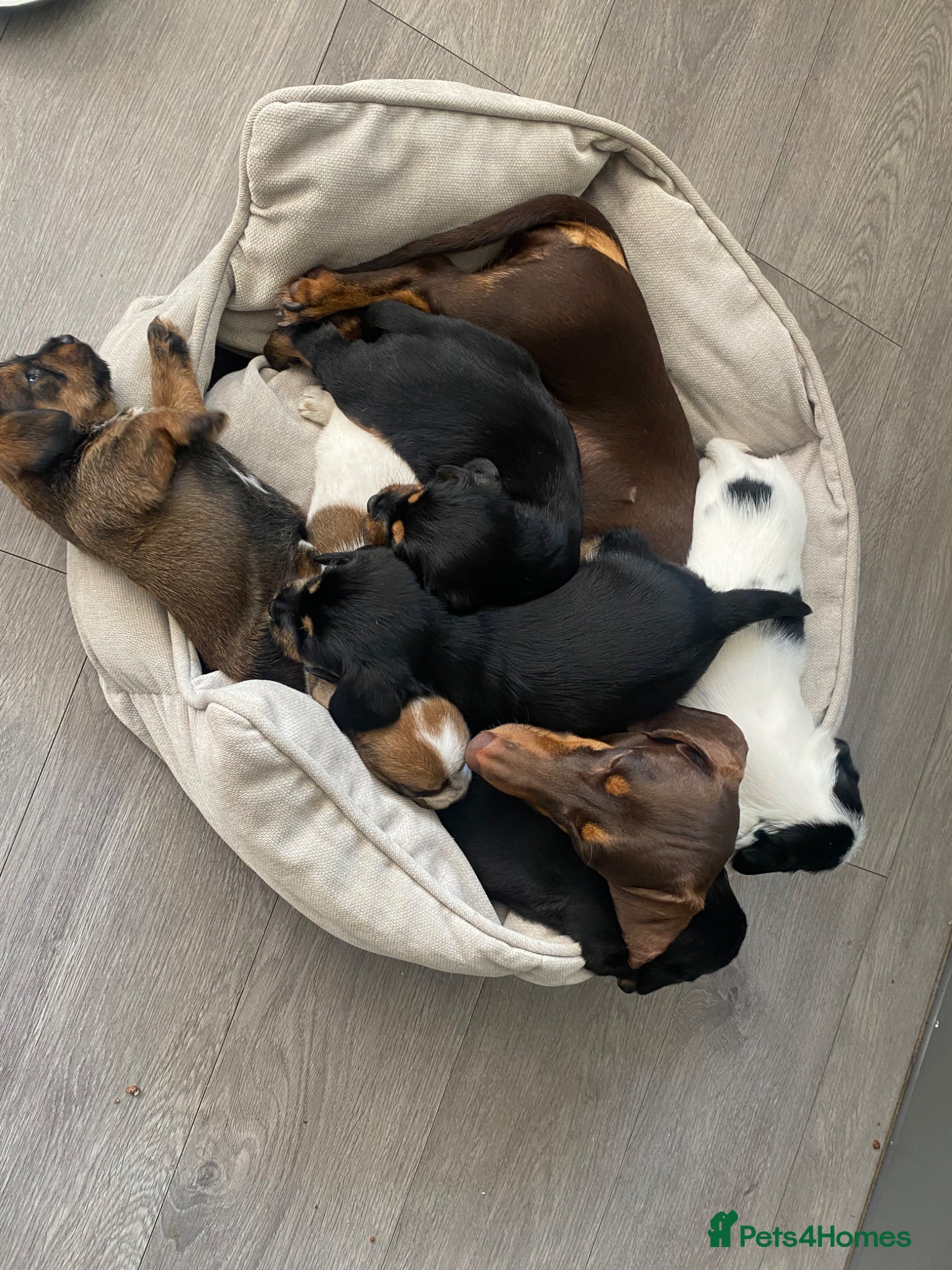 Mixed Breed dogs Schweenie puppies  - Advert 11