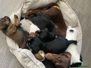 Mixed Breed dogs Schweenie puppies - Advert 11