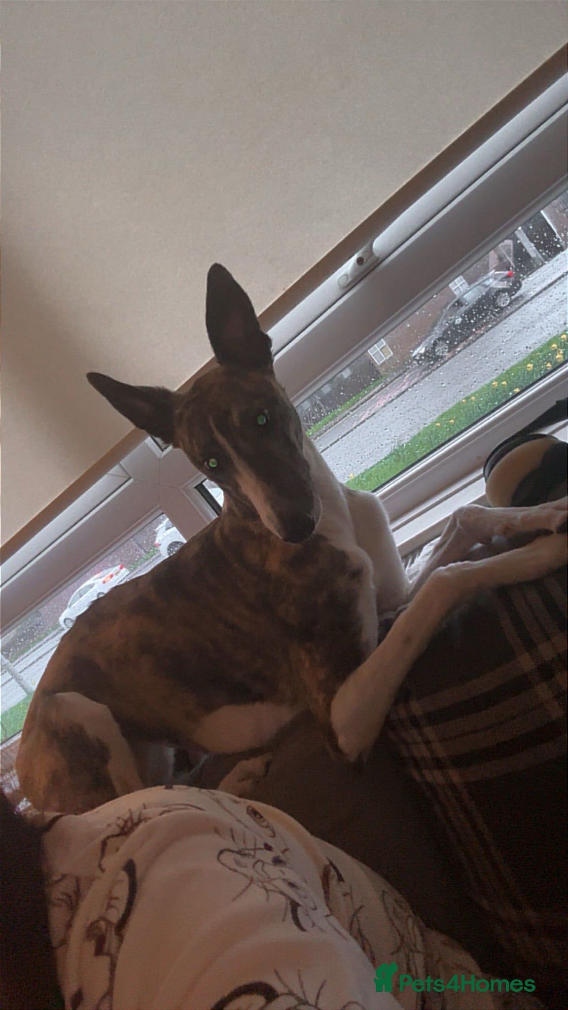 Mixed Breed dogs for sale: Female Lurcher - Advert 3
