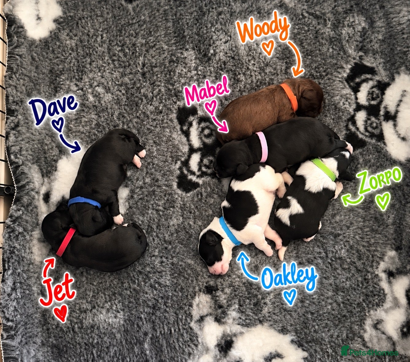 Miniature Schnauzer dogs 🐾 KC Registered Miniature Schnauzer Puppies - Advert 1