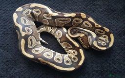 Python Snake reptiles for sale: Mojave Ball Python + Enclosure - Image 2