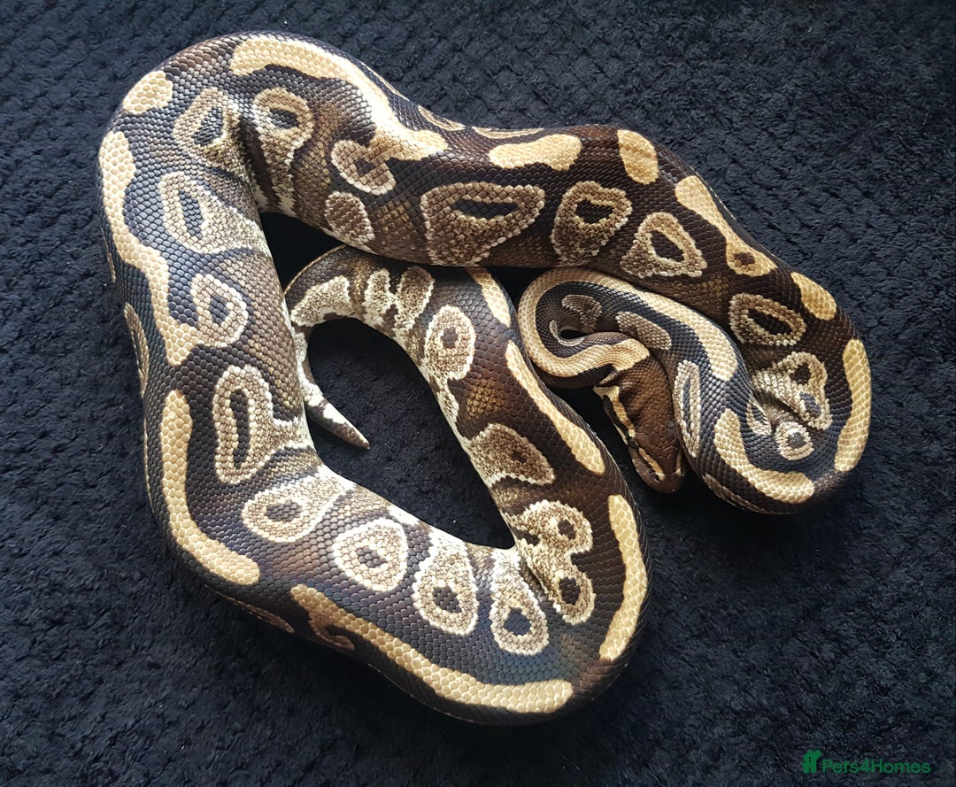 Python Snake reptiles for sale: Mojave Ball Python + Enclosure - Image 2