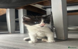 Maine Coon cats for sale: Kittens for sale  - Image 2