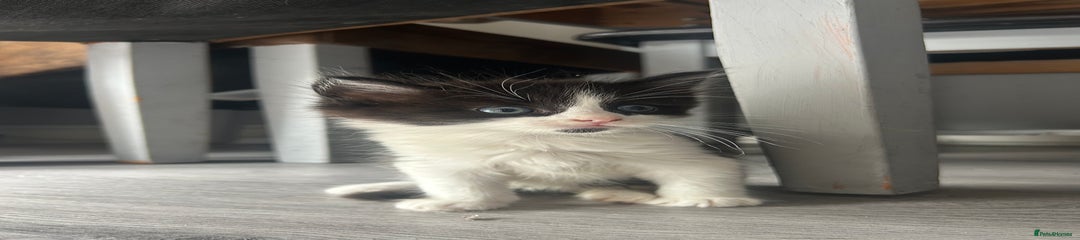 Maine Coon Kitten 1