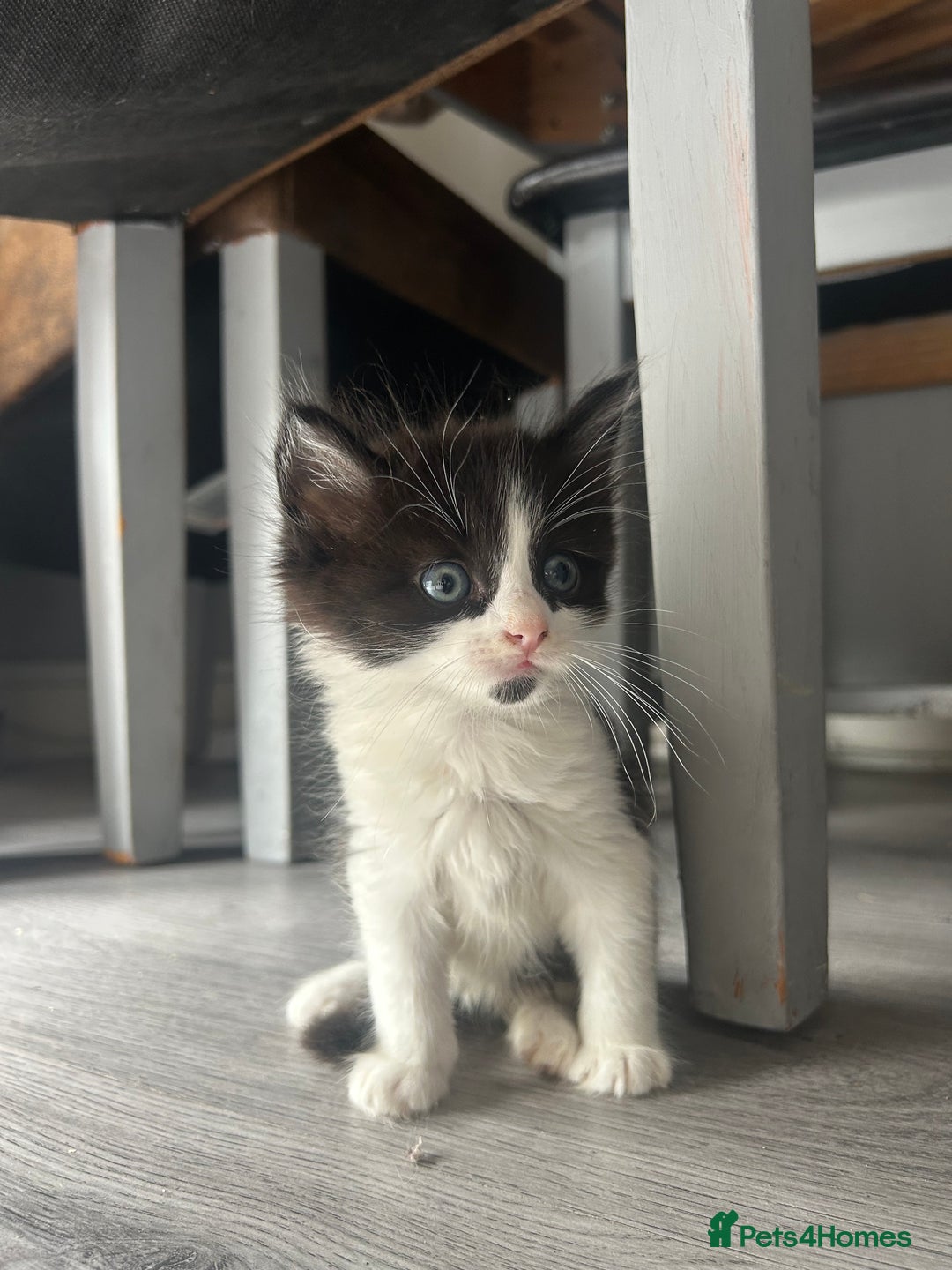 Maine Coon cats for sale: Kittens for sale  - Image 2
