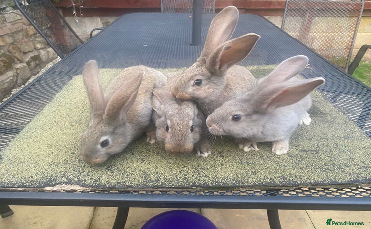 Continental Giant rabbits - Advert 3