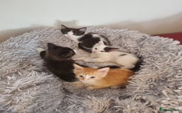 Mixed Breed cats for sale: Ragdoll Turkish angora mix  - Image 2