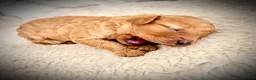Cockapoo dogs for sale: 🐶✨ 8 Beautiful FB1 Cockapoo Puppies ✨🐶  - Advert 27