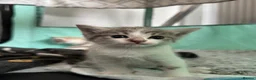 Domestic Shorthair cats for sale: Gorgeous litter of 4 kittens - Advert 3