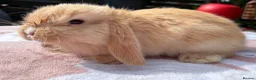 Mini Lop rabbits for sale: Two litter for sale  - Advert 16