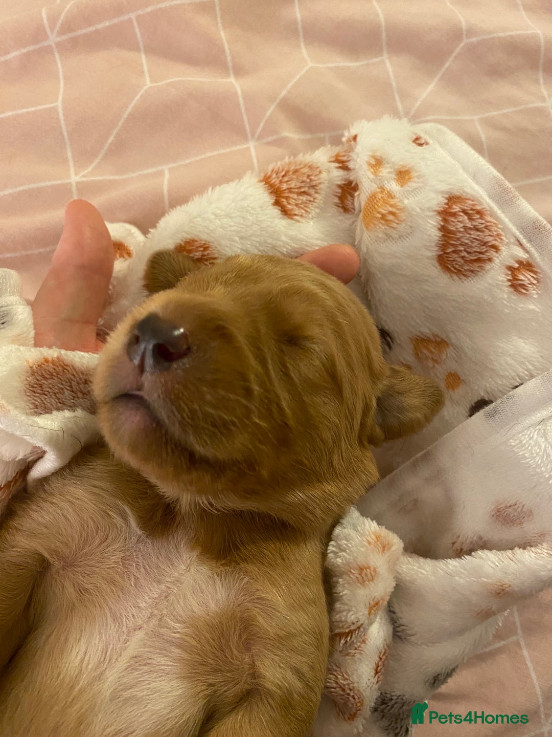 Springador dogs for sale: Labrador puppies - Advert 6