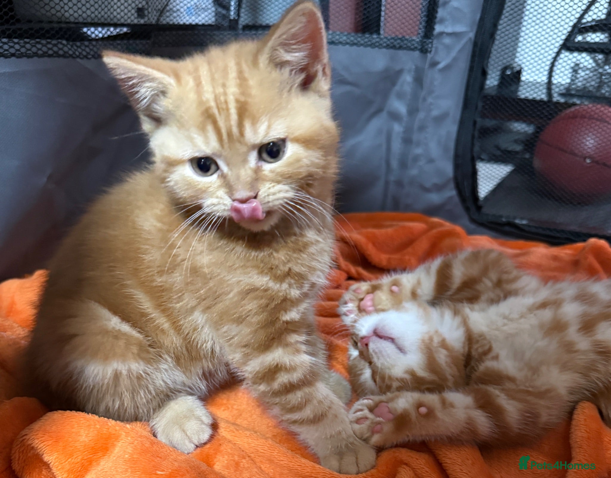 Scottish Fold cats 🩷Beautiful Scottish Fold/Straight kittens🩷 - Advert 2