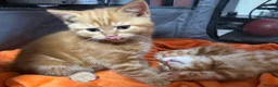 Scottish Fold cats for sale: 🩷Beautiful Scottish Fold/Straight kittens🩷 - Advert 17