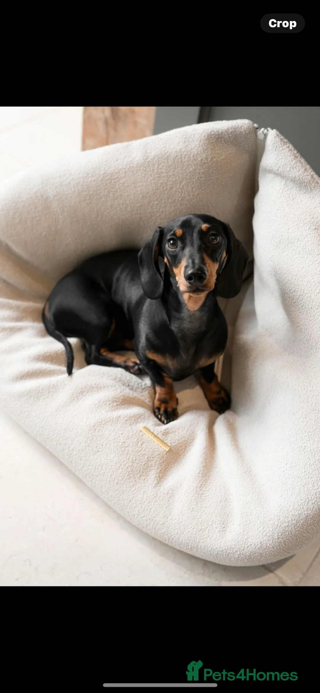 Miniature Dachshund dogs for sale: Miniature dachshund puppies.  - Advert 2