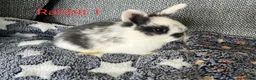 Mini Lop rabbits for sale: Mini lop bunnies for sale - Advert 2