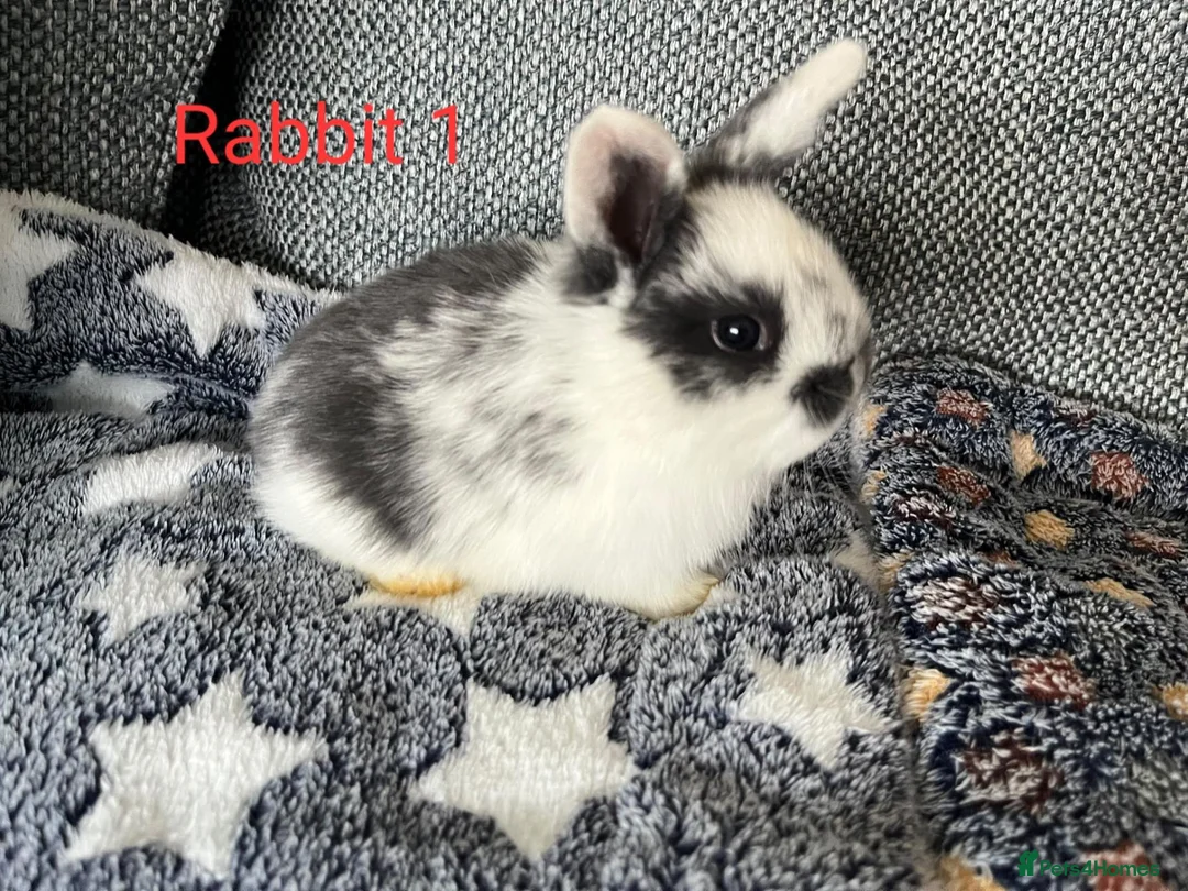 Mini Lop rabbits for sale: Mini lop bunnies for sale - Advert 2