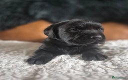Labrador Retriever dogs for sale: High Quality Black Labrador Puppies - Image 7