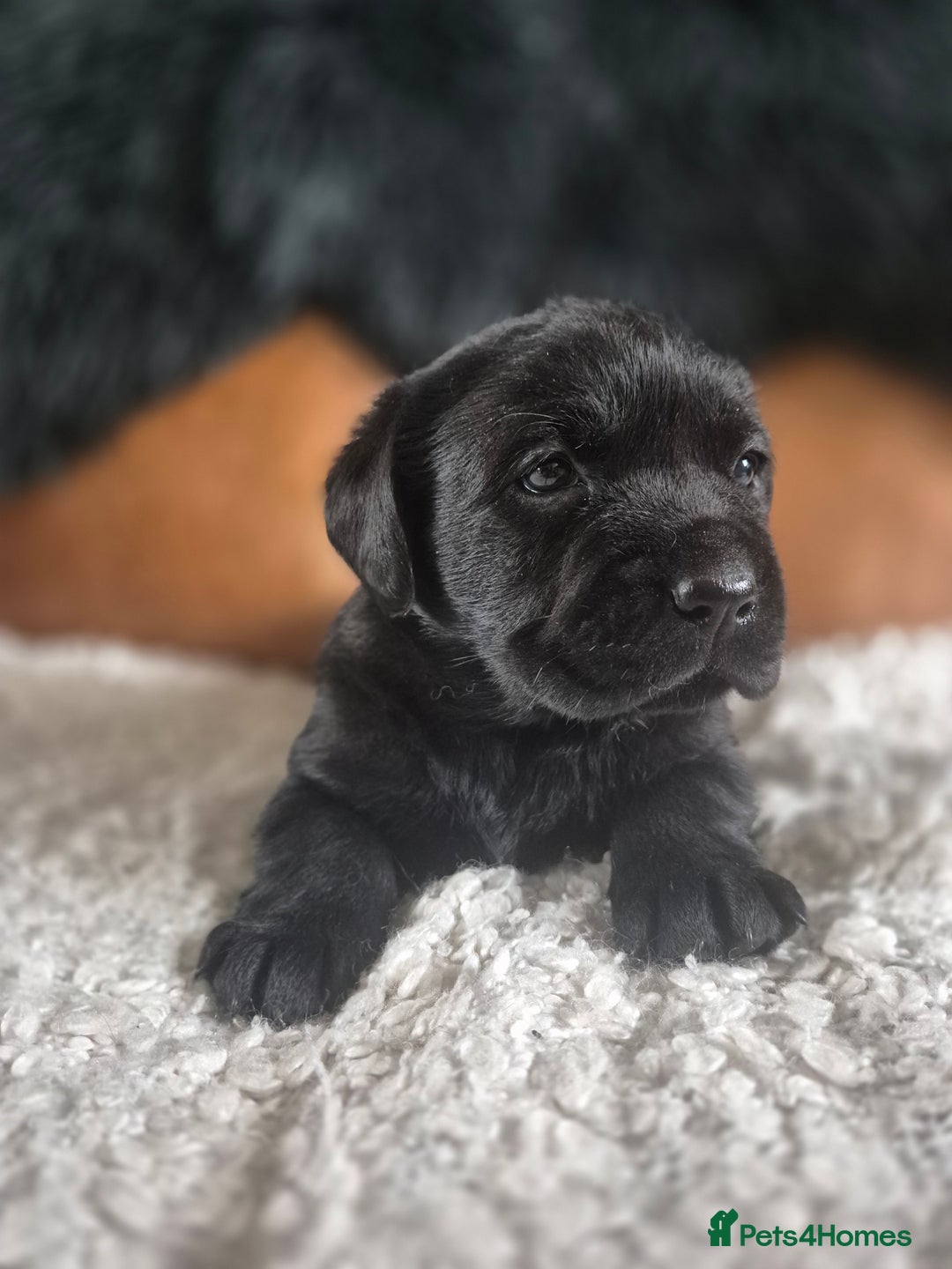 Labrador Retriever dogs for sale: High Quality Black Labrador Puppies - Image 7