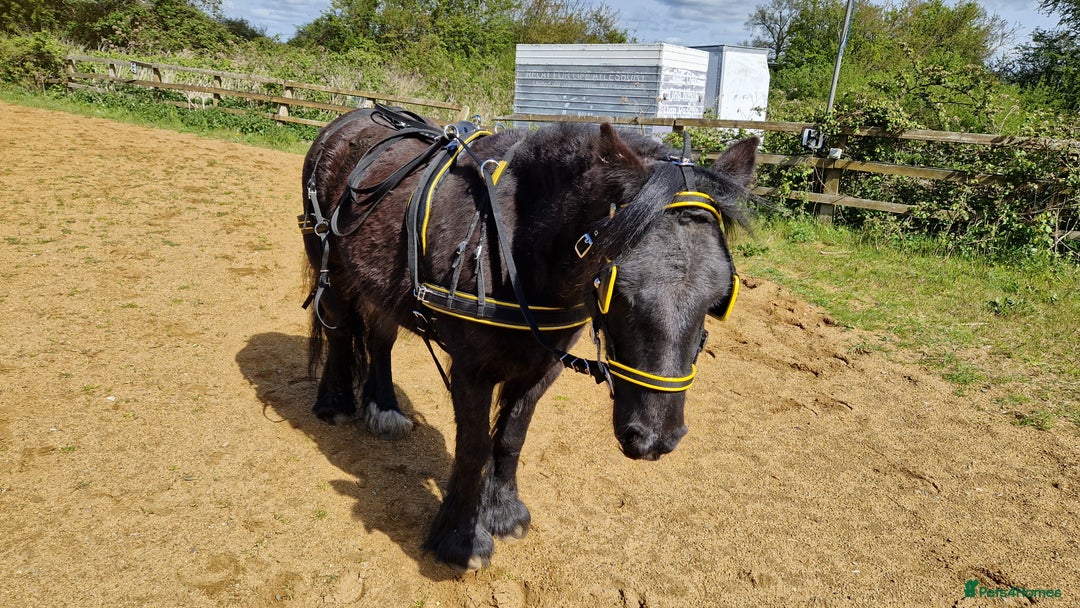 Irish Cob horses for sale: Ridden mare with drive potential  - Image 1